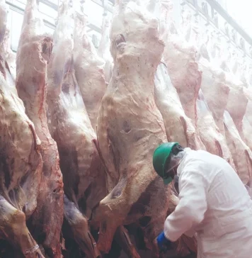 Carne ‘verde’ y un hato por descubrir: el despertar del búfalo boliviano