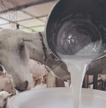Ovejas y cabras: entre el avance de la demanda y una producción que no se rinde