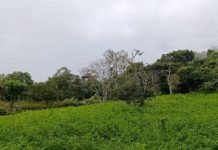 Los cultivos de coca en Bolivia se incrementaron un 10% en 2024, según informe de la UNODC