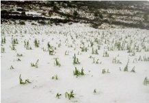 Una granizada destruye cultivos en Potosí y Chuquisaca