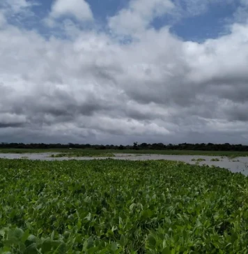 Inundaciones en El Puente afectan a sembradíos de arroz y soya