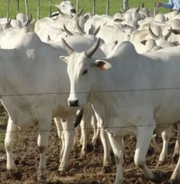 Bolivia culmina protocolo sanitario para exportar cuero bovino al mercado alemán