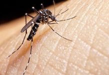 Sedes: El pico de la chikungunya en Santa Cruz será en marzo
