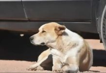 Plantean incorporar a animales en la cobertura del SOAT