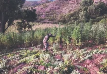 Bolivia también produce la marihuana ICE; desde enero se detectó más de una tonelada