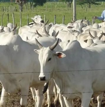 Senado sanciona nueva ley de abigeato