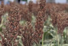 Anapo reporta un avance del 18% en la cosecha de soya y 130.000 h afectadas