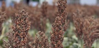 Anapo reporta un avance del 18% en la cosecha de soya y 130.000 h afectadas