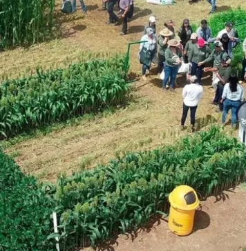 Exposoya 2026 presentará nuevas variedades en soya, sorgo y maíz