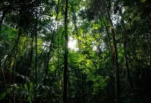 Plantean avanzar en una política nacional de conservación de bosques