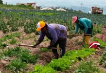 Confeagro pide promulgar ley para convertir pequeña propiedad a mediana