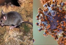 Confirman cuatro casos de hantavirus en Tarija y lanzan alerta en regiones fronterizas con Argentina