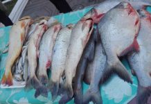 Intendencia de Tarija intensifica los controles a la venta de pescado y alimentos en mercados municipales