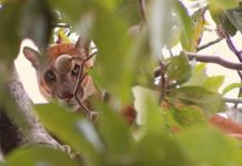 Puma en un árbol sorprende a habitantes de San José de Chiquitos