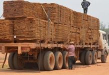 Reportan caída de las exportaciones forestales