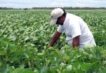 YPFB garantiza 72 millones de litros de diésel para el agro cruceño