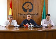 Liberan cargamentos de madera boliviana: “Fue un show mediático del fiscal de Chile”, señala el sector forestal