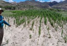 Heladas y olas de calor ponen en riesgo la próxima cosecha