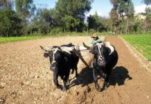Organizaciones rurales piden mayor respaldo institucional a los pequeños productores