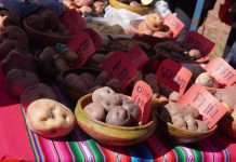 Buscan en papas nativas una defensa genética contra sequías y heladas
