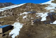 Nevada persiste en Cocapata y deja más de 1.300 camélidos muertos