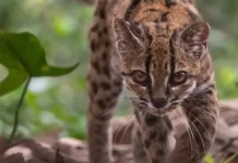 En los Yungas descubren una nueva especie de felino