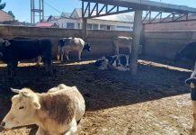 Lucha Contra el Contrabando entrega ganado incautado al matadero Los Andes para abastecer a Emapa