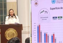 UNODC reporta 36.400 hectáreas de coca en Bolivia: aumentan cultivos en el Trópico y bajan en Los Yungas