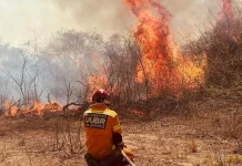Incendios forestales reducen un 80% menos que el promedio