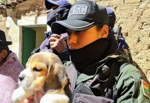 Intervienen comercio irregular de animales
