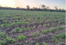 Productores cruceños apuestan por siembra directa para ahorrar diésel
