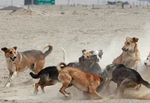 Anuncian alerta sanitaria en municipio por proliferación de perros salvajes
