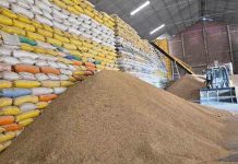 Santa Cruz produce más del 70% del arroz que se consume en Bolivia