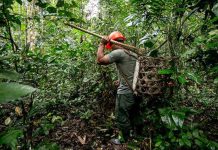 En Pando reportan conflictos por avasallamiento de tierras fiscales debido a la zafra de castaña