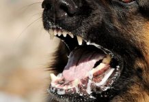 Confirman cinco casos de rabia en Tarija, el Sedes inicia rastreo