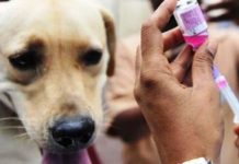 Cochabamba reporta el primer caso de rabia canina del año