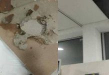 Reportan cinco casos de leishmaniasis