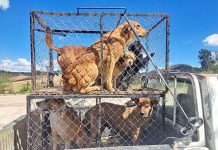 Rabia: Vacunación masiva se adelantará para marzo