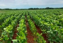 Crecen pedidos por diésel para encarar cosecha de verano