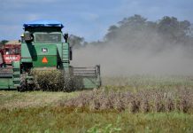 Anapo alerta pérdidas potenciales de $us 250 millones por freno a exportaciones de soya