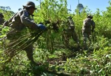 UNODC establece que cultivos de coca aumentaron en 4%, hasta llegar a 31.000 ha, en 2023