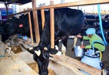 Los productores de leche exigen ajuste en banda de precios ante alza de costos