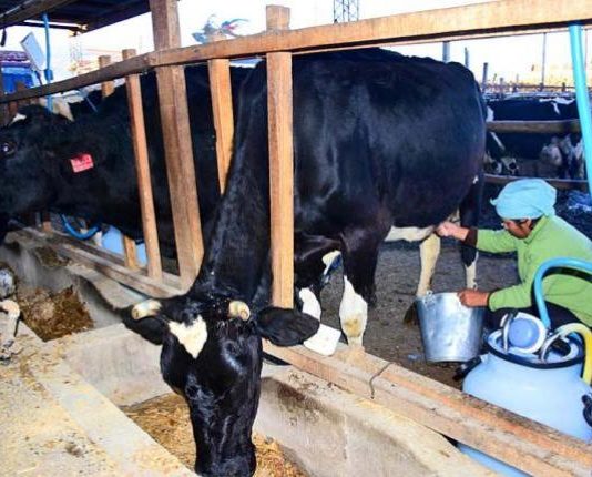 Los productores de leche exigen ajuste en banda de precios ante alza de costos