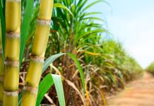 Cañeros piden ajustar precio del etanol y proponen un incremento debido a los costos de producción