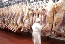 Contrabando y sequía disparan el precio de la carne: «No llueve pasto», dicen los ganaderos