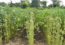 Productores de soya de San Julián anuncian bloqueo en demanda de liberación de exportaciones