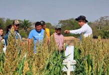 Anapo alerta que sin diésel para la cosecha están en riesgo más de $us 2.000 en exportaciones