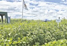 Soyeros usan biotecnología resistente a la sequía y los químicos en Santa Cruz