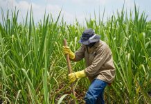 Cañeros se reúnen con YPFB y plantean un nuevo precio para el etanol