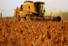 Cosecha de soya avanza en un 20%, según la CAO